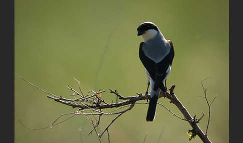 Schwarzstirnwürger (Lanius minor)