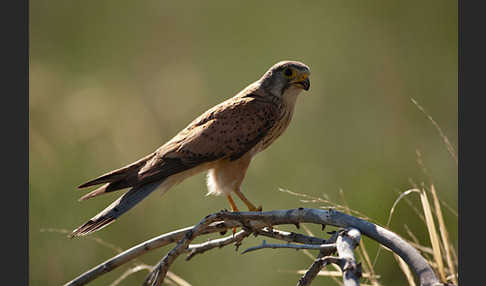 Turmfalke (Falco tinnunculus)