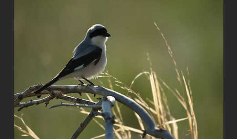 Schwarzstirnwürger (Lanius minor)