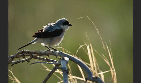 Schwarzstirnwürger (Lanius minor)