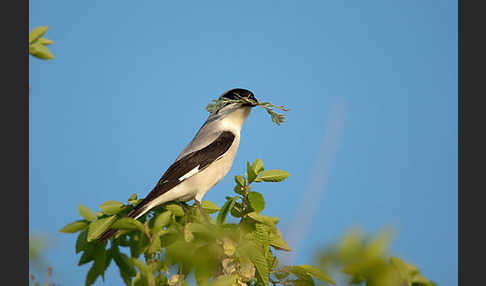 Schwarzstirnwürger (Lanius minor)