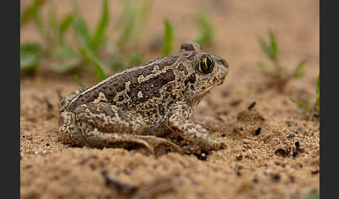 Knoblauchkröte (Pelobates fuscus)