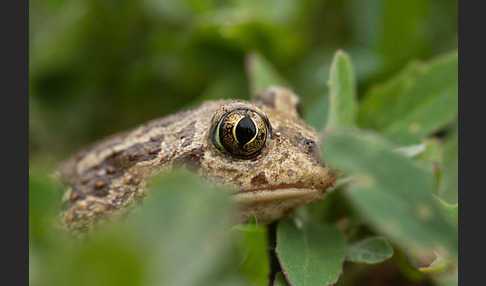 Knoblauchkröte (Pelobates fuscus)