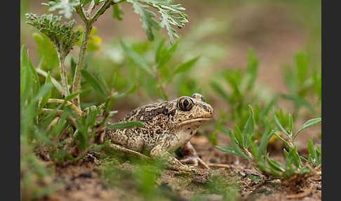 Knoblauchkröte (Pelobates fuscus)