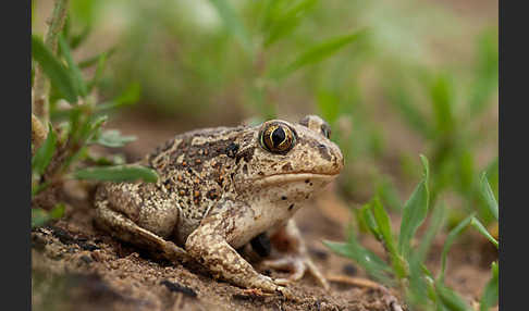 Knoblauchkröte (Pelobates fuscus)