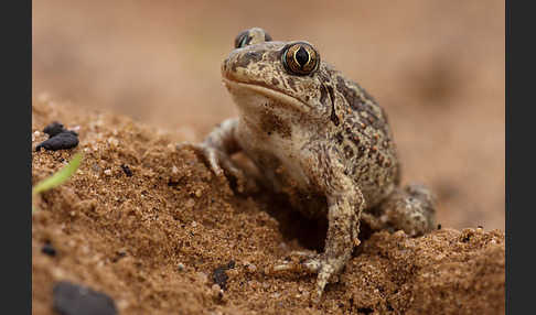 Knoblauchkröte (Pelobates fuscus)