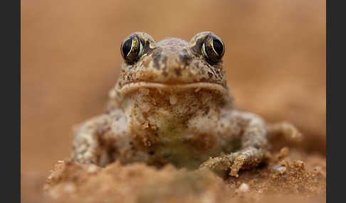 Knoblauchkröte (Pelobates fuscus)