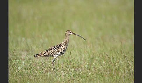 Großer Brachvogel (Numenius arquata)