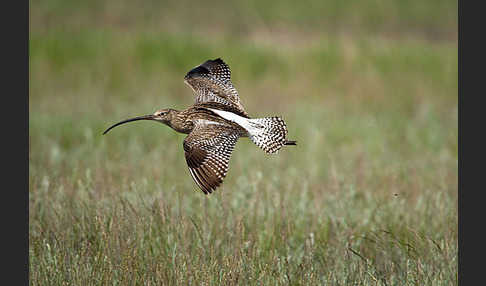 Großer Brachvogel (Numenius arquata)