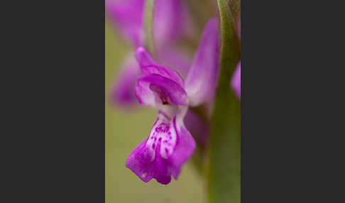 Persisches Knabenkraut (Dactylorhiza umbrosa)