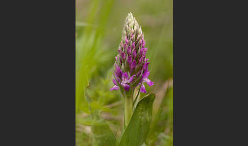 Persisches Knabenkraut (Dactylorhiza umbrosa)