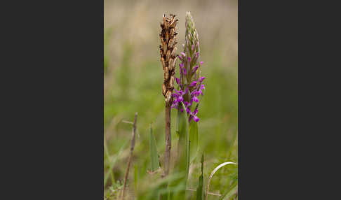 Persisches Knabenkraut (Dactylorhiza umbrosa)