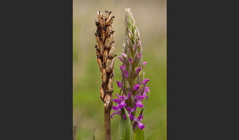 Persisches Knabenkraut (Dactylorhiza umbrosa)