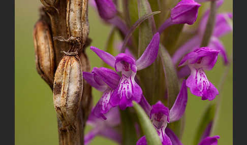 Persisches Knabenkraut (Dactylorhiza umbrosa)