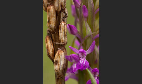 Persisches Knabenkraut (Dactylorhiza umbrosa)