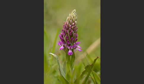 Persisches Knabenkraut (Dactylorhiza umbrosa)