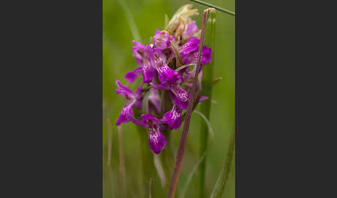 Persisches Knabenkraut (Dactylorhiza umbrosa)