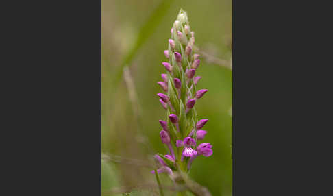 Persisches Knabenkraut (Dactylorhiza umbrosa)