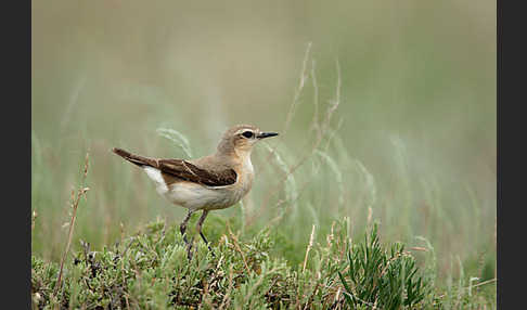 Steinschmätzer (Oenanthe oenanthe)