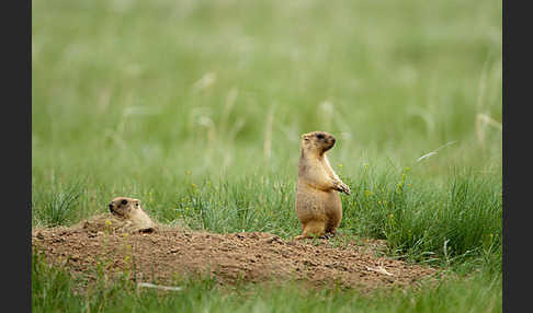 Steppenmurmeltier (Marmota bobak)