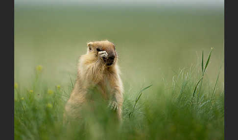 Steppenmurmeltier (Marmota bobak)