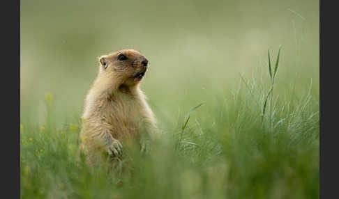 Steppenmurmeltier (Marmota bobak)