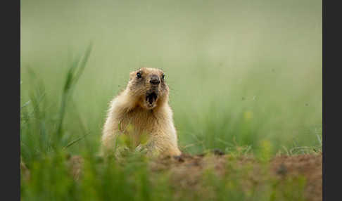 Steppenmurmeltier (Marmota bobak)