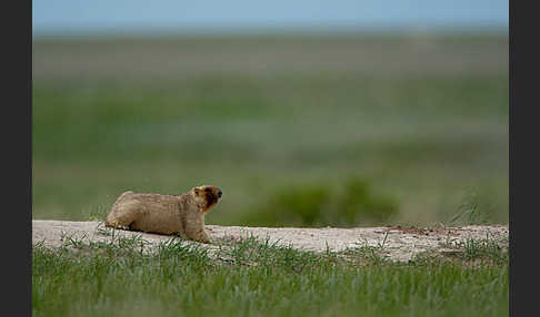 Steppenmurmeltier (Marmota bobak)