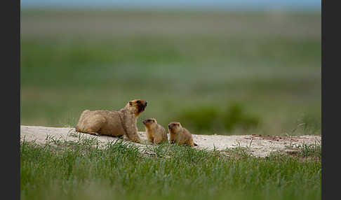 Steppenmurmeltier (Marmota bobak)