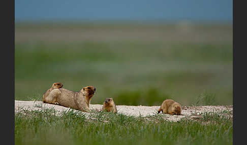 Steppenmurmeltier (Marmota bobak)