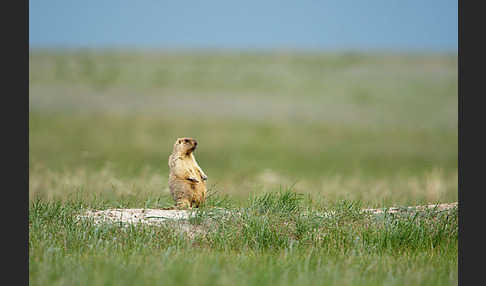 Steppenmurmeltier (Marmota bobak)