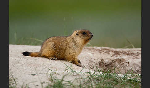 Steppenmurmeltier (Marmota bobak)