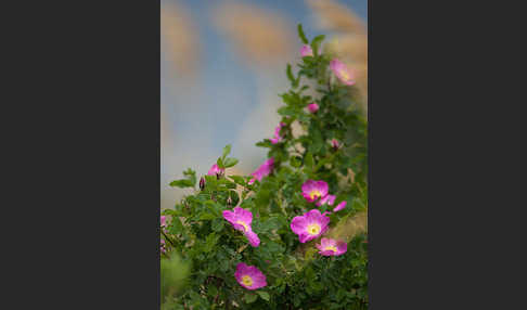 Hagebuttenrose (Rosa glabrifolia)