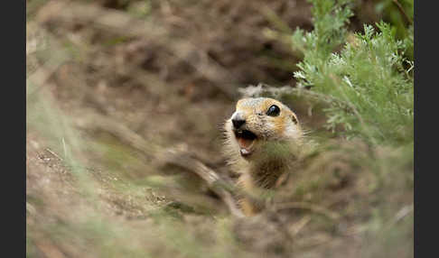 Gelbziesel (Spermophilus fulvus)