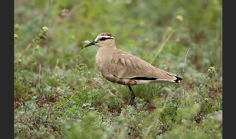 Steppenkiebitz (Vanellus gregarius)