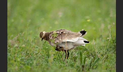 Steppenkiebitz (Vanellus gregarius)