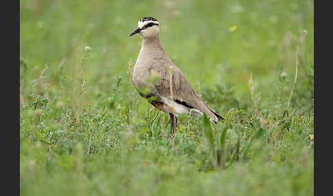 Steppenkiebitz (Vanellus gregarius)