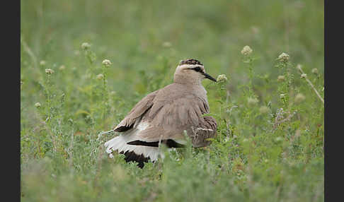 Steppenkiebitz (Vanellus gregarius)