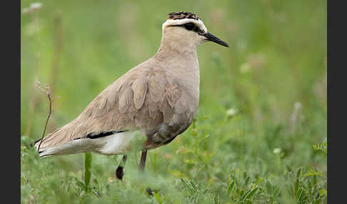 Steppenkiebitz (Vanellus gregarius)