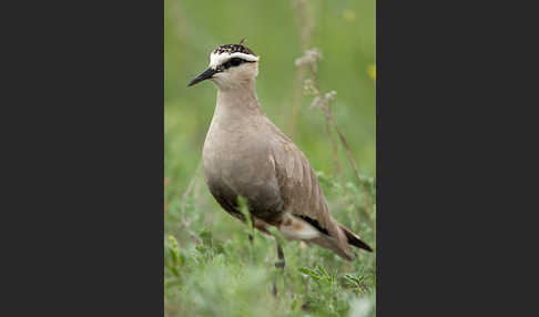 Steppenkiebitz (Vanellus gregarius)