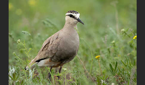 Steppenkiebitz (Vanellus gregarius)