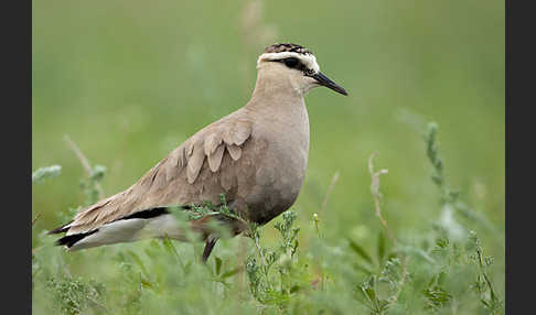 Steppenkiebitz (Vanellus gregarius)