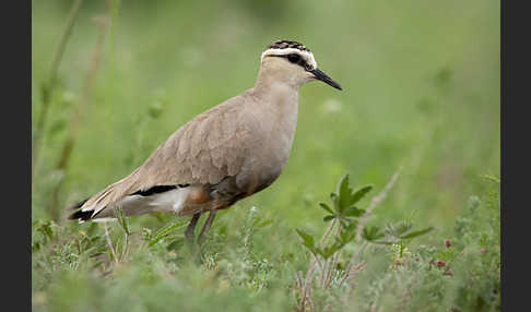 Steppenkiebitz (Vanellus gregarius)