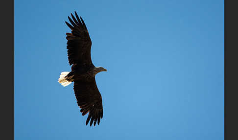 Seeadler (Haliaeetus albicilla)