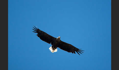 Seeadler (Haliaeetus albicilla)