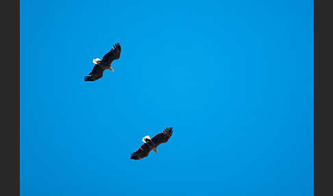 Seeadler (Haliaeetus albicilla)