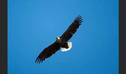 Seeadler (Haliaeetus albicilla)