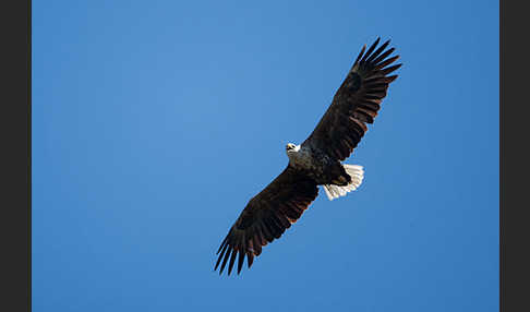 Seeadler (Haliaeetus albicilla)