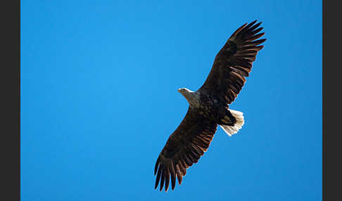 Seeadler (Haliaeetus albicilla)