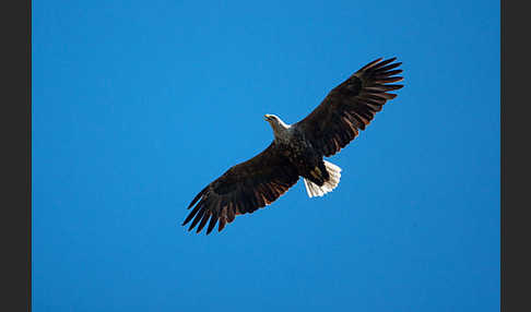 Seeadler (Haliaeetus albicilla)